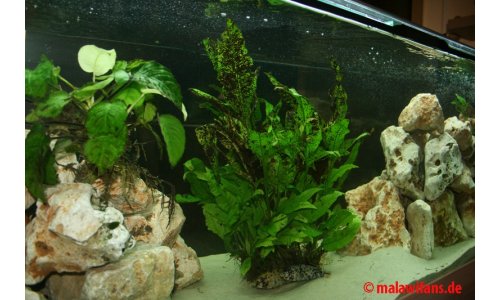 Malawi Mbuna Becken 500l